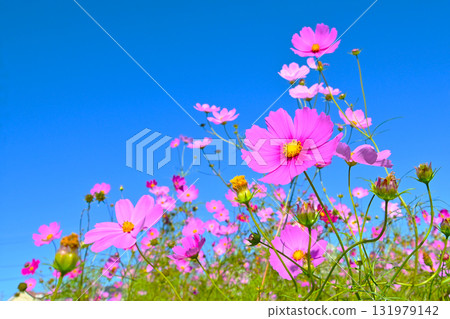 Pink cosmos flowers stand out against the blue sky 131979142