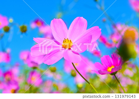 Pink cosmos flowers stand out against the blue sky Pink cosmos flowers stand out against the blue sky 131979143