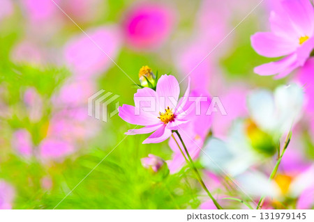 Refreshing and cute cosmos flowers 131979145
