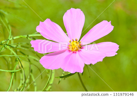 Refreshing and cute cosmos flowers Refreshing and cute cosmos flowers 131979146