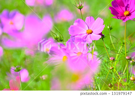 Refreshing and cute cosmos flowers 131979147