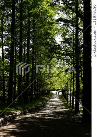 Rokkosan Ranch: A harmony of greenery and animals 131979150