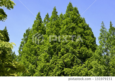 Rokkosan Ranch: A harmony of greenery and animals 131979151