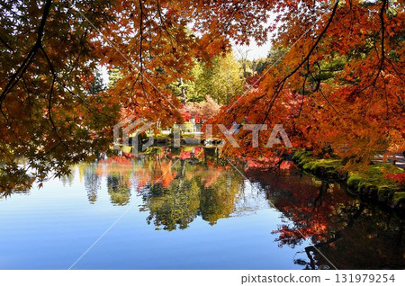 Autumn leaves at Eihoji Temple reflected in the pond 131979254