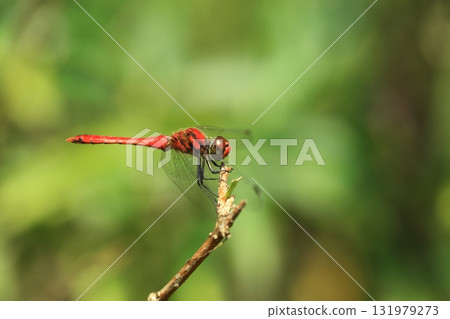 樹枝頂端的紅蜻蜓 131979273