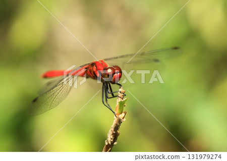 紅蜻蜓 131979274