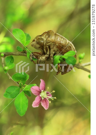 蟬殼和枸杞花 131979278