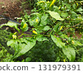 Captivating chili pepper plant with vibrant green leaves and yellow peppers for fresh, spicy recipes and home gardening inspiration in the garden 131979391