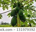 Harvest fresh, healthy green papayas growing abundantly on the tree in tropical setting, perfect for vibrant food blog or wellness campaign imagery now 131979392