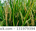Lush green rice paddy ready for harvest in golden light, a vibrant symbol of agriculture, farming, and sustainable food production for a healthy future 131979394