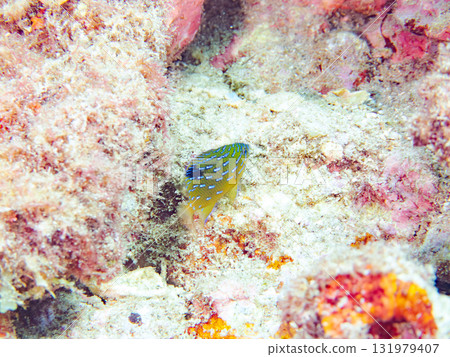 身披星空圖案的藍點雀鯛幼魚。靜岡縣伊豆半島南伊豆町中木比里藏海灘 - 2025 131979407