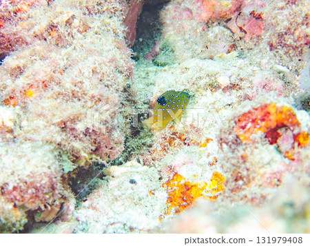 身披星空圖案的藍點雀鯛幼魚。靜岡縣伊豆半島南伊豆町中木比里藏海灘 - 2025 131979408