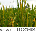 Lush green rice paddy field glistening with morning dew, a vibrant agricultural scene evoking growth, abundance, and the beauty of rural landscapes 131979486