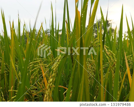 Lush green rice paddy field glistening with morning dew, a vibrant agricultural scene evoking growth, abundance, and the beauty of rural landscapes 131979486