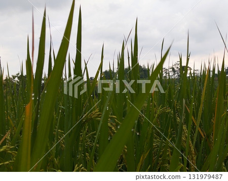 Lush green rice paddy field glistening with morning dew drops evoking tranquility and sustainable agriculture in a rural asian landscape 131979487