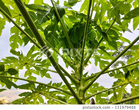 Vibrant green papaya tree reaching for the sky, a symbol of growth, resilience, and tropical abundance, perfect for conveying natural beauty and health Vibrant green papaya tree reaching for the sky, a symbol of growth, resilience, and tropical abundance, perfect for conveying natural beauty and health 131979488