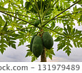 Lush papaya tree with vibrant green fruits offers a taste of the tropics, perfect for health, wellness, or exotic food projects and botanical designs 131979489