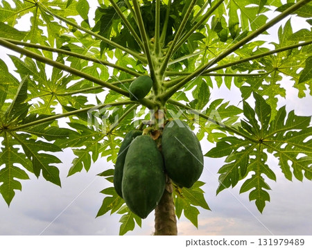 Lush papaya tree with vibrant green fruits offers a taste of the tropics, perfect for health, wellness, or exotic food projects and botanical designs 131979489