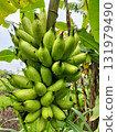 Captivating green banana cluster growing naturally outdoors, perfect for tropical fruit promotions, healthy eating campaigns, and vibrant food content creation 131979490