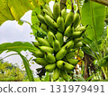 Harvest the goodness with this vibrant bunch of green bananas, a tropical delight full of potential, showcasing nature's bounty and fresh appeal 131979491