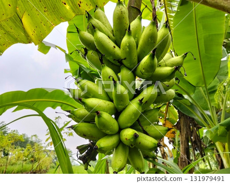 Harvest the goodness with this vibrant bunch of green bananas, a tropical delight full of potential, showcasing nature's bounty and fresh appeal Harvest the goodness with this vibrant bunch of green bananas, a tropical delight full of potential, showcasing nature's bounty and fresh appeal 131979491