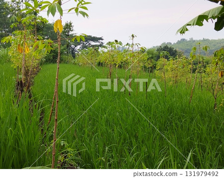 Lush green rice paddies stretch toward the horizon, promising a bountiful harvest in the serene Asian countryside, creating a sense of peace and tranquility Lush green rice paddies stretch toward the horizon, promising a bountiful harvest in the serene Asian countryside, creating a sense of peace and tranquility 131979492