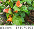 Beautiful bougainvillea flowers bloom in vibrant orange color after a rain shower, showcasing nature's beauty and resilience with fresh, green leaves 131979493