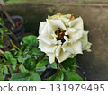 Elegant cream rose with delicate water droplets, a symbol of enduring beauty and resilience, perfect for romantic designs and heartfelt sentiments 131979495