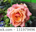 Beautiful rose with water droplets, a symbol of love and romance, perfect for Valentine's Day promotions or spring designs and vibrant floral themes 131979496