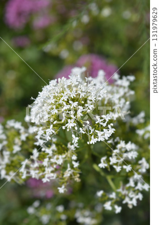 Red valerian Albus Red valerian Albus 131979629