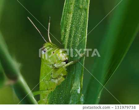 蝗蟲吃竹葉 131979738