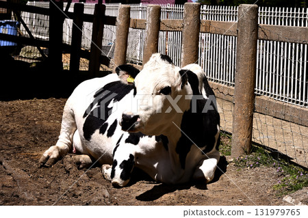 Rokkosan Ranch: A harmony of greenery and animals Rokkosan Ranch: A harmony of greenery and animals 131979765