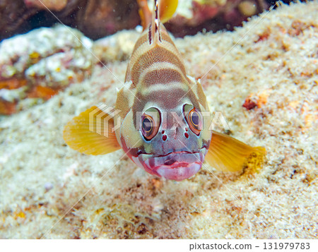 一條紅鯛魚正盯著我們。靜岡縣伊豆半島南伊豆町中木飛騎海岸 - 2025 131979783