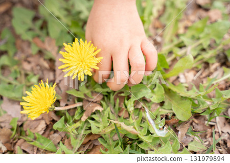 Child's hands picking dandelions 131979894