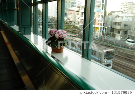Cyclamen Cyclamen 131979939
