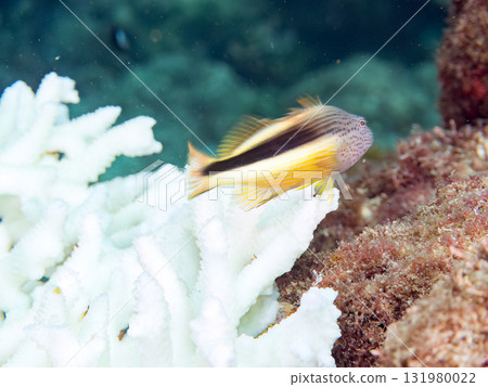 Bleached Acropora coral, juvenile blenny and stingray fish at Nakagi Hirizo Beach in Minamiizu Town, Izu Peninsula, Shizuoka Prefecture 131980022