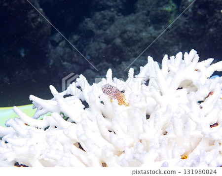 靜岡縣伊豆半島南伊豆町中木飛鰩海灘的白化鹿角珊瑚、幼魚和魟魚 131980024