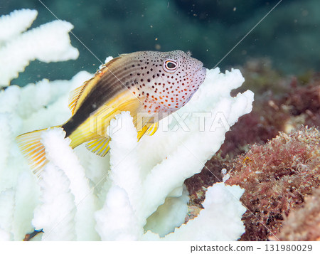 Bleached Acropora coral, juvenile blenny and stingray fish at Nakagi Hirizo Beach in Minamiizu Town, Izu Peninsula, Shizuoka Prefecture 131980029