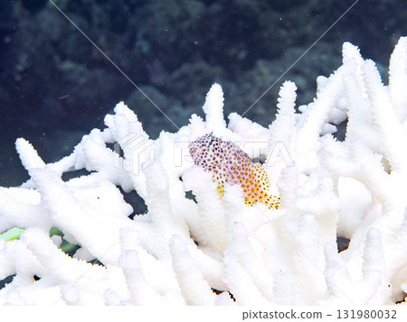 Bleached Acropora coral, juvenile blenny and stingray fish at Nakagi Hirizo Beach in Minamiizu Town, Izu Peninsula, Shizuoka Prefecture 131980032