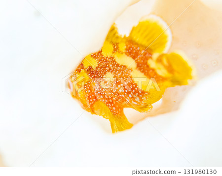 漂白的鹿角珊瑚和幼年蝎子魚。靜岡縣伊豆半島南伊豆町中木飛騎海灘 - 2025 131980130