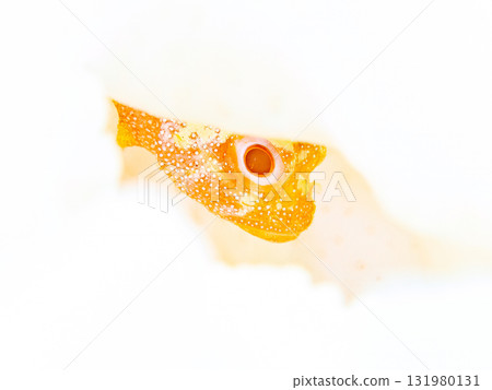 Bleached Acropora coral and juvenile Scorpionfish. Nakagi Hirizo Beach, Minamiizu Town, Izu Peninsula, Shizuoka Prefecture - 2025 131980131