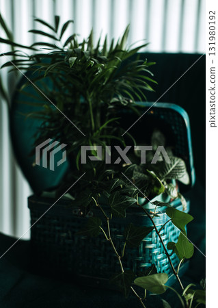 Houseplants in a teal basket placed on a modern green chair in a bright urban interior with white paneling. Biophilic design, indoor greenery, nature-inspired living, mindful urban decor 131980192