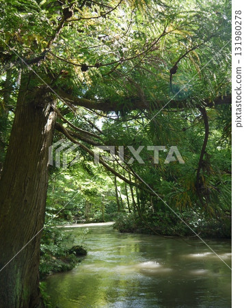 The landscape of the Oirase Stream The landscape of the Oirase Stream 131980278