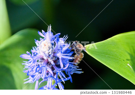 Honeybees sucking flower nectar 131980446