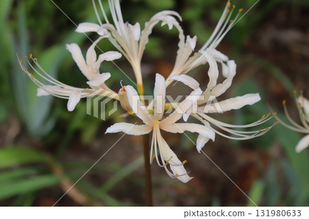 開花在秋天公園的白色群孤挺花 開花在秋天公園的白色群孤挺花 131980633