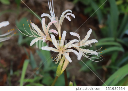 開花在秋天公園的白色群孤挺花 開花在秋天公園的白色群孤挺花 131980634