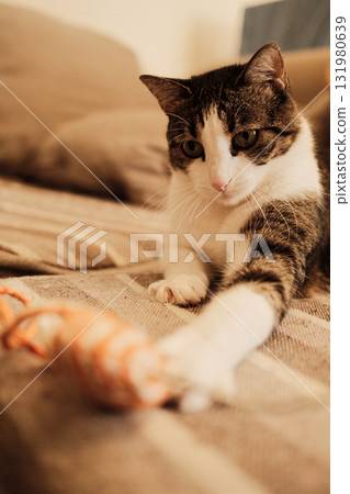 Calm domestic cat lying on a beige striped sofa with an orange toy in front. Cozy interior scene showing tranquility and home warmth Calm domestic cat lying on a beige striped sofa with an orange toy in front. Cozy interior scene showing tranquility and home warmth 131980639