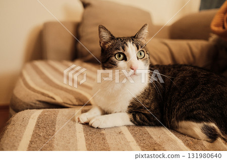 Domestic cat resting on a striped beige sofa, looking alert and curious. Natural light and soft tones create a peaceful home atmosphere Domestic cat resting on a striped beige sofa, looking alert and curious. Natural light and soft tones create a peaceful home atmosphere 131980640