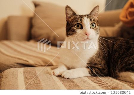 Domestic cat resting on a striped beige sofa, looking alert and curious. Natural light and soft tones create a peaceful home atmosphere Domestic cat resting on a striped beige sofa, looking alert and curious. Natural light and soft tones create a peaceful home atmosphere 131980641