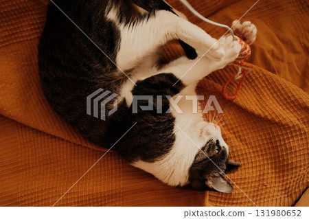 Cat playing upside down with a yarn toy on a soft blanket. Joyful and energetic indoor moment with kitten full of playfulness and life. Top view Cat playing upside down with a yarn toy on a soft blanket. Joyful and energetic indoor moment with kitten full of playfulness and life. Top view 131980652